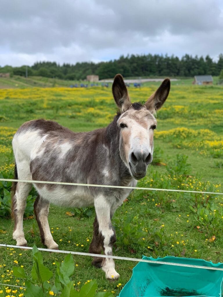 Photo 2021 06 13 17 11 01